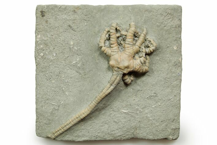 Fossil Crinoid (Barycrinus) - Crawfordsville, Indiana #371574